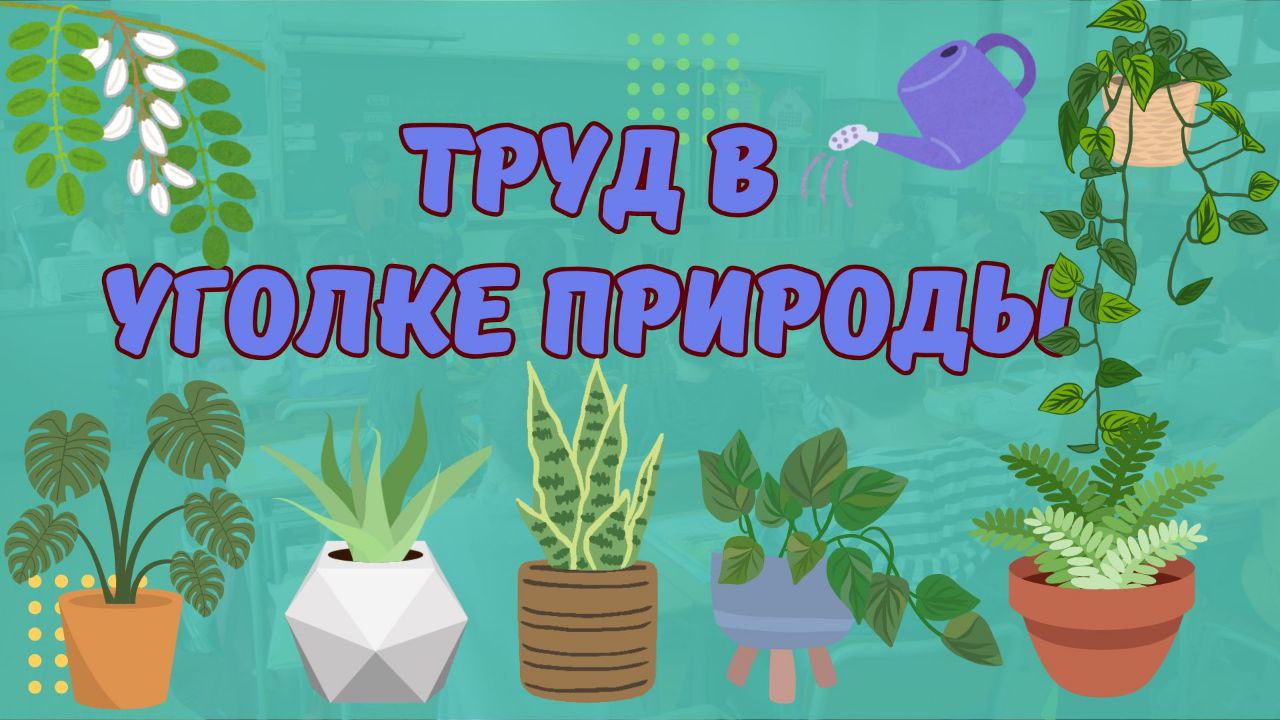 Труд в уголке природы в старшей интегрированной группе №1