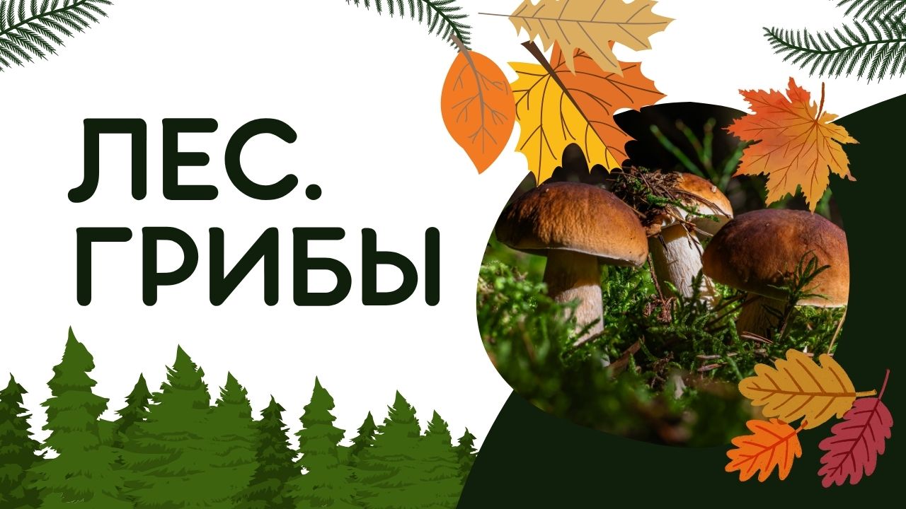 Занятие по образовательной области: «Развитие речи» в старшей интегрированной группе №2
